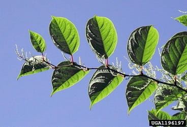 Japaneseknotweedstem