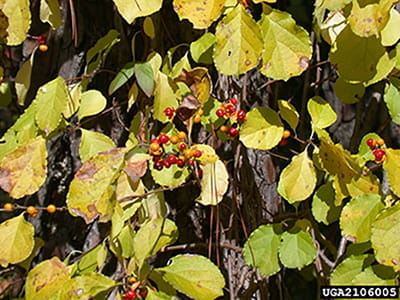 OrientalBittersweet2