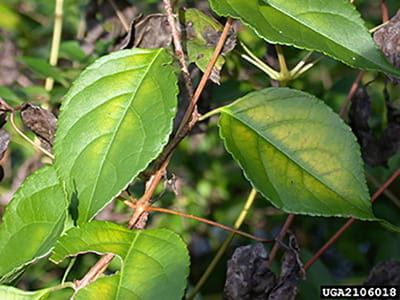 OrientalBittersweet3