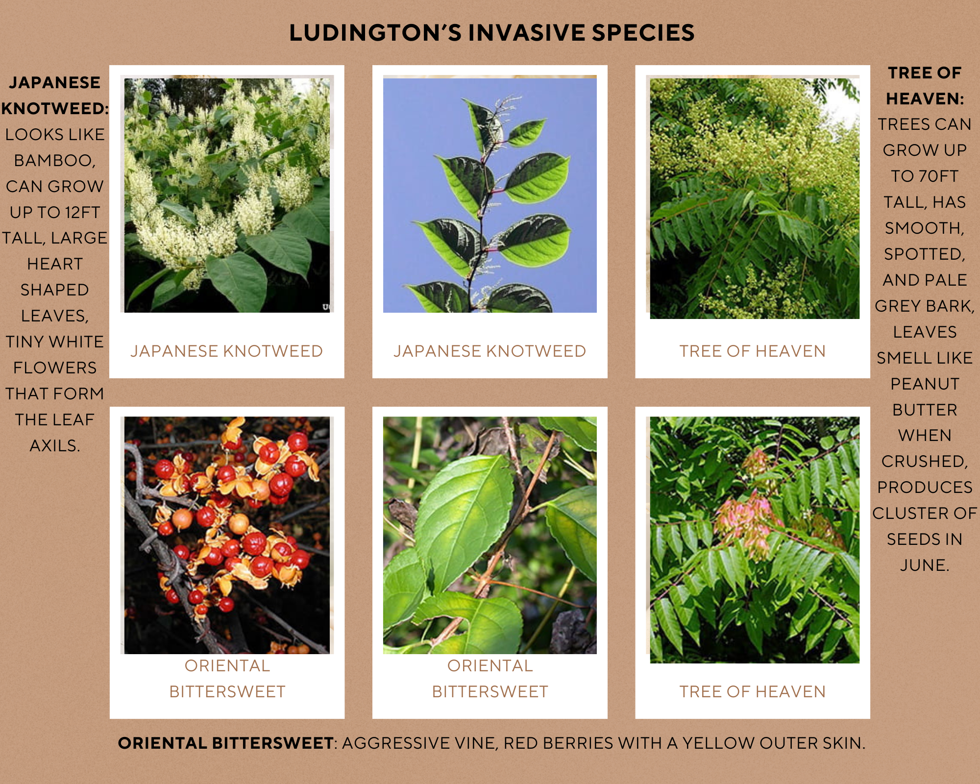 Ludington Invasive Species Collage